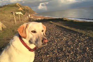 Pet Friendly Cottages